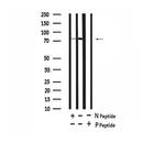 Phospho-BAP1 (Ser369) Antibody in Western Blot (WB)