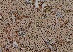 Phospho-Bad (Ser75) Polyclonal Antibody