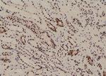 Phospho-PRAS40 (Ser202) Polyclonal Antibody
