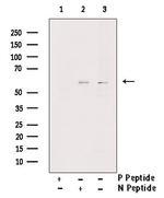 Phospho-SGK3 (Ser486) Antibody in Western Blot (WB)