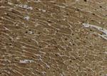 Phospho-REPS1 (Ser272) Antibody in Immunohistochemistry (Paraffin) (IHC (P))
