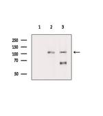 Phospho-NEDD4L (Ser479) Polyclonal Antibody