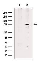 Phospho-DNAJC2 (Ser49) Antibody in Western Blot (WB)
