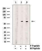 Phospho-MAPKAP1 (Ser510) Polyclonal Antibody