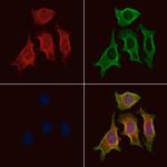 Phospho-CDCP1 (Tyr734) Polyclonal Antibody