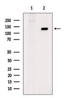 Phospho-CDCP1 (Tyr734) Antibody in Western Blot (WB)