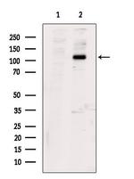 Phospho-PERK (Ser555) Antibody in Western Blot (WB)