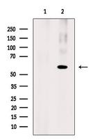 Phospho-RIP3 (Ser304) Polyclonal Antibody