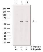Phospho-RIP3 (Ser232) Polyclonal Antibody