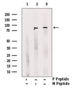 Phospho-TACC3 (Tyr560) Antibody in Western Blot (WB)