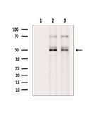 Phospho-Cdc20 (Thr70) Polyclonal Antibody