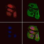 Phospho-GLI1 (Thr1074) Polyclonal Antibody