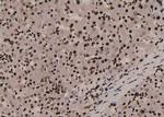 Phospho-SOX2 (Ser249, Ser250) Antibody in Immunohistochemistry (Paraffin) (IHC (P))