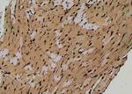Phospho-SOX2 (Ser249, Ser250) Antibody in Immunohistochemistry (Paraffin) (IHC (P))