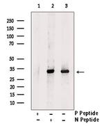 Phospho-SOX2 (Ser249, Ser250) Antibody in Western Blot (WB)