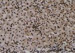 Phospho-Claudin 7 (Tyr210) Polyclonal Antibody