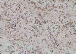 Phospho-TLR4 (Ser800) Polyclonal Antibody