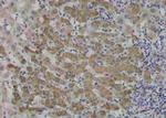 Phospho-TLR4 (Ser800) Antibody in Immunohistochemistry (Paraffin) (IHC (P))
