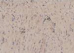 Phospho-TLR4 (Ser800) Antibody in Immunohistochemistry (Paraffin) (IHC (P))