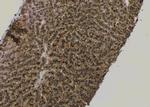 Phospho-TLR4 (Ser800) Antibody in Immunohistochemistry (Paraffin) (IHC (P))
