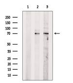 N-WASP Polyclonal Antibody