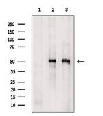 NEK2 Polyclonal Antibody
