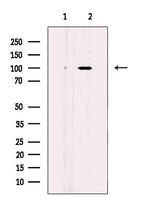 ARHGAP42 Polyclonal Antibody