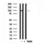 ARHGAP42 Antibody in Western Blot (WB)