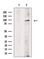 ARHGAP42 Antibody in Western Blot (WB)
