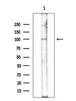 ARHGAP42 Polyclonal Antibody