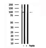ARHGAP42 Antibody in Western Blot (WB)