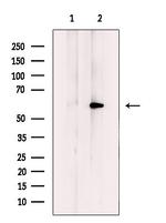 HBP1 Polyclonal Antibody