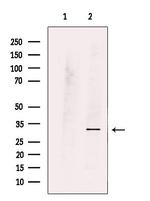 MPZL1 Polyclonal Antibody