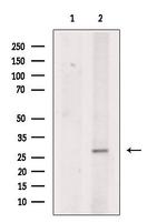 MPZL1 Antibody in Western Blot (WB)