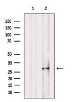 MPZL1 Polyclonal Antibody