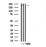 Afadin Antibody in Western Blot (WB)