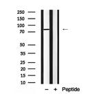 REPS1 Antibody in Western Blot (WB)