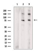 DNAJC2 Polyclonal Antibody