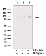 Phospho-LGR5 (Thr842) Polyclonal Antibody