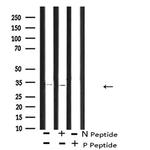 Phospho-CDK1 (Thr161) Antibody in Western Blot (WB)