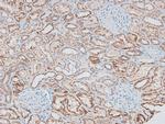 Phospho-CD31 (Tyr690) Antibody in Immunohistochemistry (Paraffin) (IHC (P))