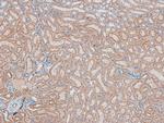 Phospho-CD31 (Tyr690) Antibody in Immunohistochemistry (Paraffin) (IHC (P))