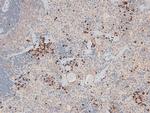 Phospho-CD31 (Tyr690) Antibody in Immunohistochemistry (Paraffin) (IHC (P))