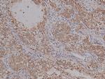 Phospho-PKA alpha (Ser339) Polyclonal Antibody