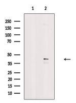Phospho-RAD9 (Ser272) Antibody in Western Blot (WB)