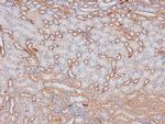 Phospho-RHOA (Ser188) Polyclonal Antibody