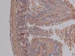 Phospho-AMPK beta-1 (Ser181) Polyclonal Antibody