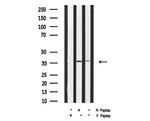 Phospho-AMPK beta-1 (Ser181) Antibody in Western Blot (WB)