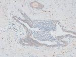 Phospho-Histone H2B (Ser15) Antibody in Immunohistochemistry (Paraffin) (IHC (P))