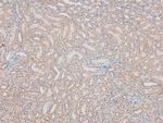 Phospho-Histone H2B (Ser15) Polyclonal Antibody